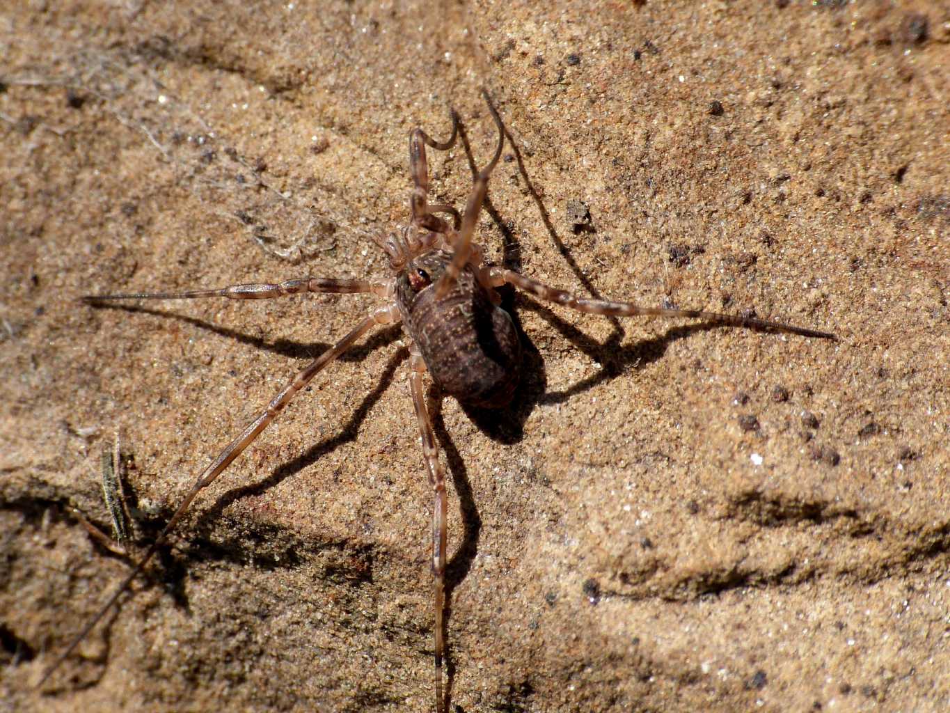 Odiellus sp.?  - S. Severa (RM)